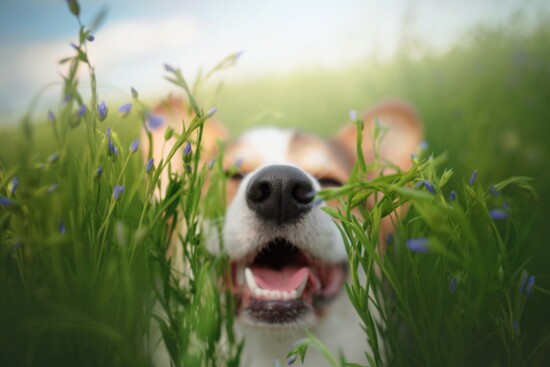 Corgis: The Adorable Family Friend