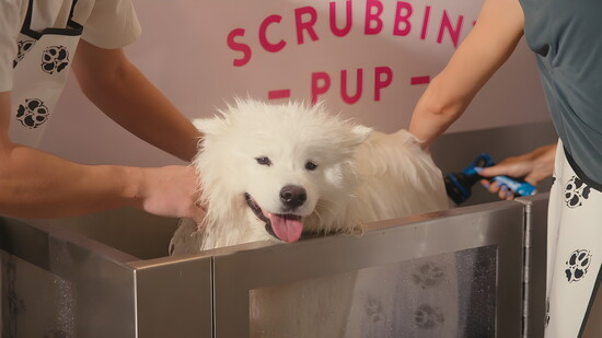 Scrubbin' Pup