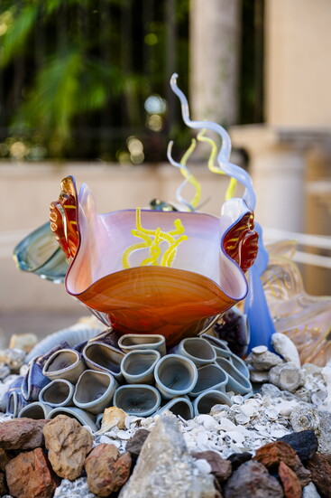A tentacle-clad clam rests on a bed of barnacles.