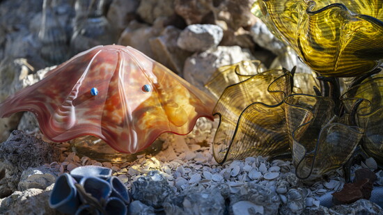 An orange stingray hovers next to a large amber clam and its miniatures – a set Alan calls “The Mother of Pearls.”