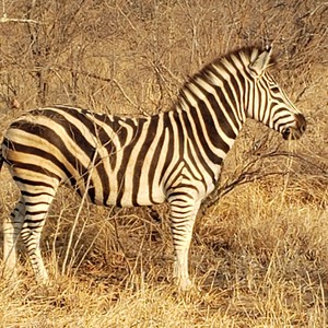 zebra-300?v=1