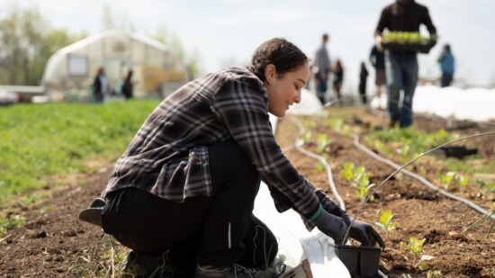 Planting at Mill Ridge