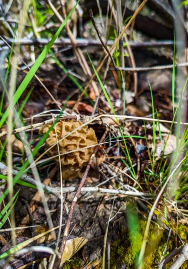 Morel Mushroom