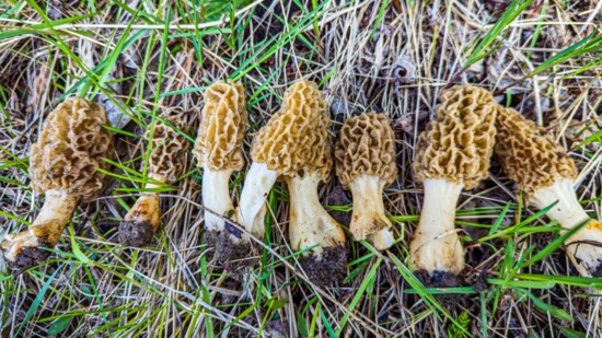 Morel Mushrooms