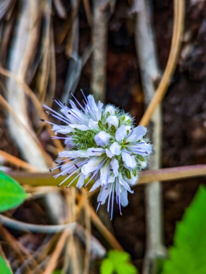 Wildflower in Garden Valley