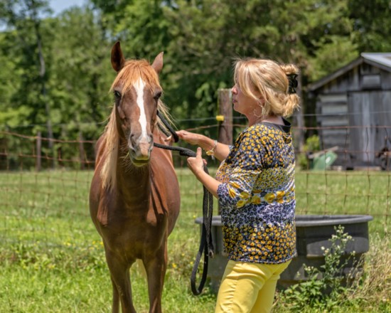 Rachel McAuley grooms one of her horses.