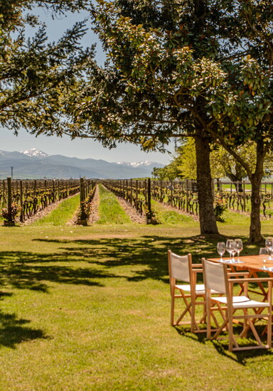 The lush vineyards of Rioja in Spain.