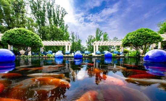 A massive pond houses more than 100 Koi fish.