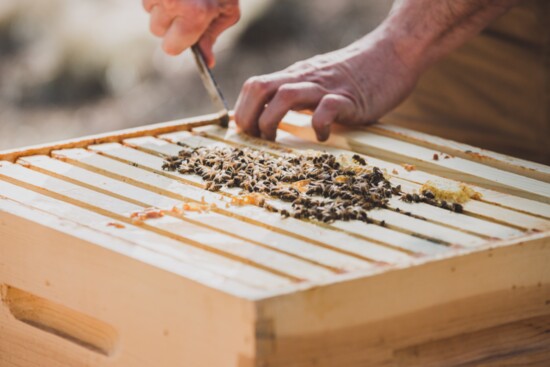 Beekeeping includes regular inspection of the hives and maintenance to ensure hive and bee health. 