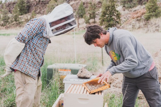 Sungrounded Farm Owner, Caleb (l), gets a lesson in hive maintenance from Broadus Bees' Owner Jimmy Wilkie during the bees' spring visit to Junction City, OR.