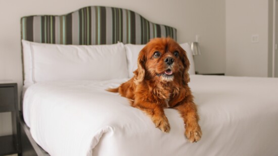 Ruby, a Cavalier King Charles, living her best life!