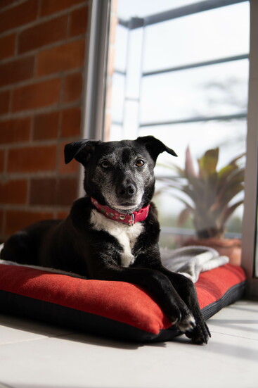 Your family pet should have a dedicated rest area, like a bed or crate, where "everyone just leaves it be," says Crystal Wood . Photo: GabrielG/stock.adobe.com