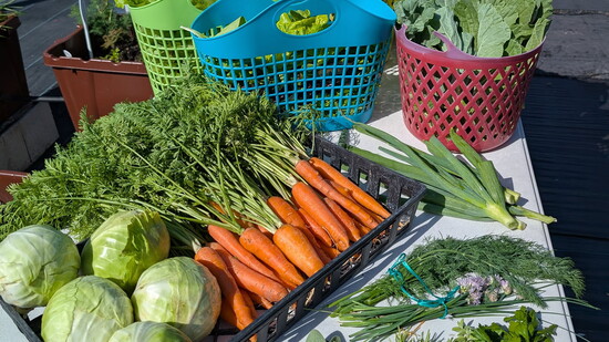 The Derbyshire Community Garden of Hope provides fresh produce to support Halifax Urban Ministries' food programs and local neighbors in need.