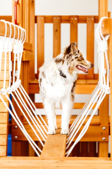 Roo walks the balance beam on the playset