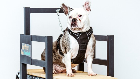 Queenie on the Slat Mill aka treadmill for dogs