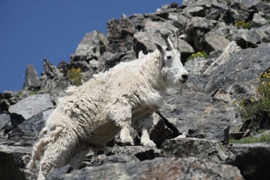 A Mountain Goat Atop Quandary Peak