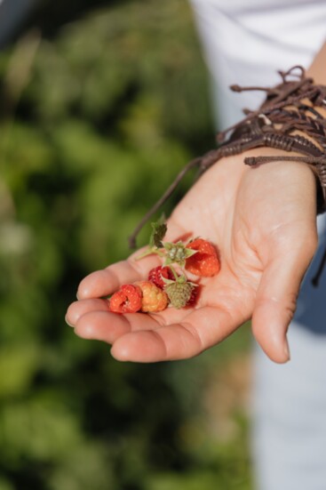 Fresh Garden Raspberries