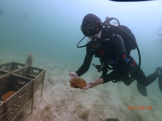 Florida Keys Coral Reef Restoration Enthusiast.
