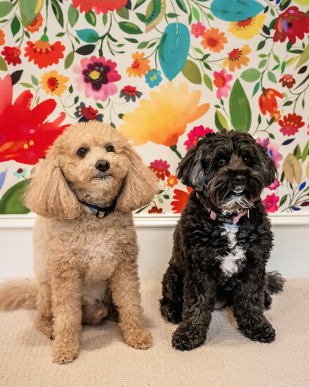 Balsamo's dogs—Finn (left), a Mini Goldendoodle, and Maggie, a Mini Australian Labradoodle.