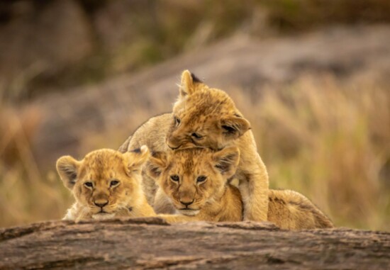 Young lions, who aren’t expected to hunt until they are about a year old, are coddled by their attentive mothers and aunts.