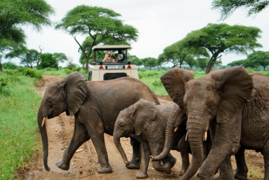  It’s hard to overstate the colossal majesty of a full-grown Savannah elephant, the largest land animal on earth.