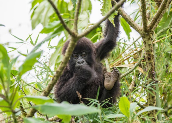 Talk with someone who’s paid a visit to the mountain gorillas of Rwanda’s highlands and you will hear praise for a rare, beautiful, and very moving experience.