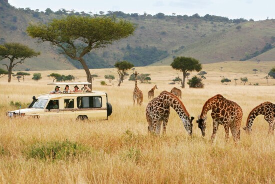 Glimpsing a wild giraffe towering over an acacia tree or cantering across the savannah—whether for the first or the twentieth time—is breathtaking.