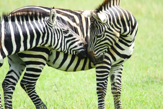 The remote and dramatic Laikipia Plateau, is home to unique species like Grevy’s zebra, Somali ostrich, gerenuk, beisa oryx, and giraffe.