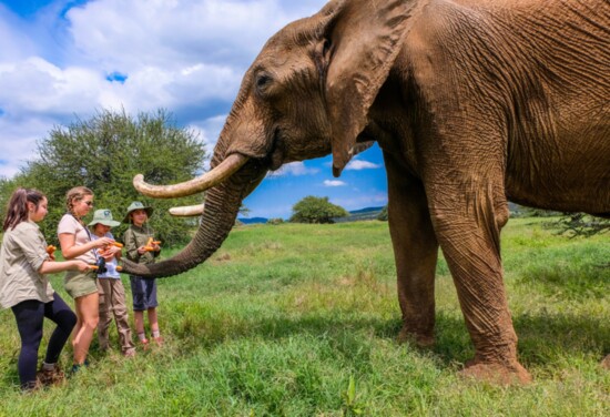 The Big Five—the lion, leopard, cape buffalo, elephant, and black rhino—remain the most sought-after animals to see on safari.