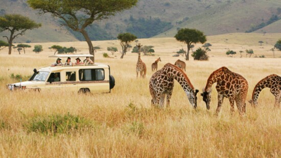 A Safari for Every Age
