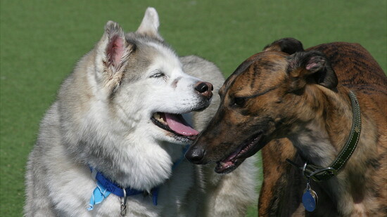 Featured image for A Second Act for Elder Pups