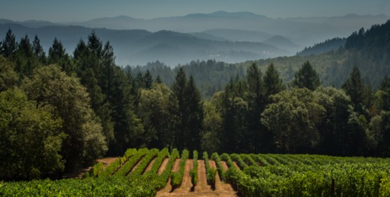 Schramsberg sparkling wines are produced from Pinot Noir and Chardonnay grapes grown North Coast vineyards in Napa, Mendocino, Sonoma and Marin counties.