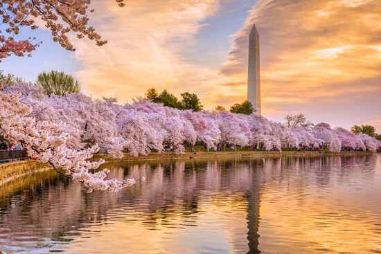 Cherry Blossom Season 
