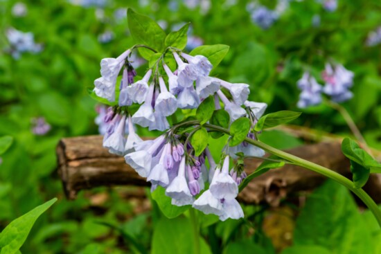 Bluebells in Starved Rock's Illinois Canyon. Photo: EJ Rodriquez.