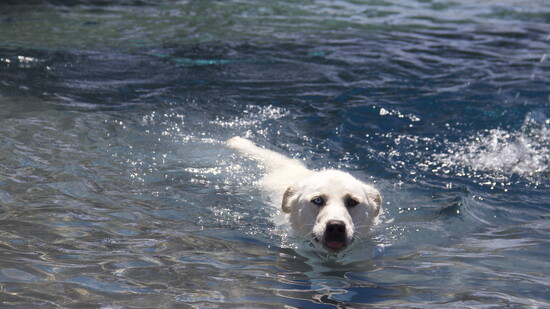 Enjoying a Dip in the Dog Party Pool