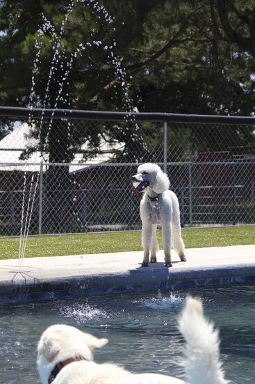 London Enjoying the Splash Pad at Dog Party