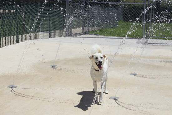 Playing on the Splash Pad at Dog Party