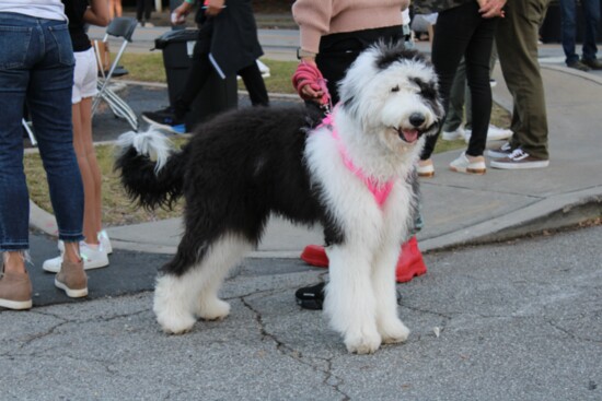 Even our four-legged friends can enjoy 'A Taste of Chamblee.'