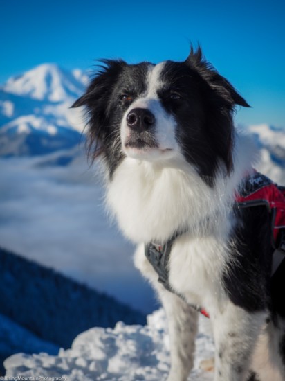 Piper in front of Mt. Rainier, Dylan Cembalski