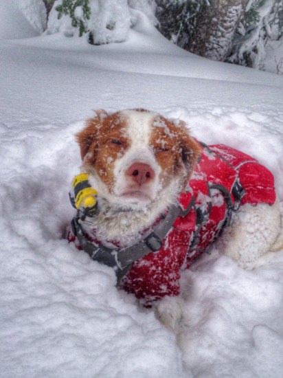 Etta is a fully certified avalanche dog. Photo by Ron Linde