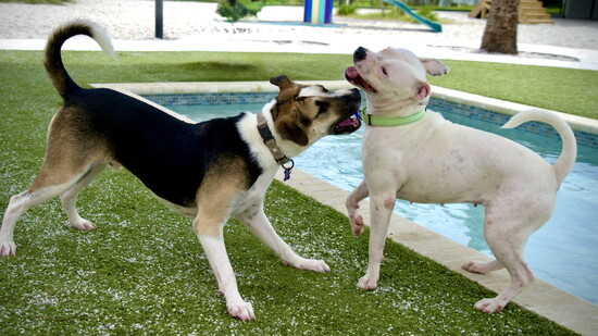 Playful by the pool!