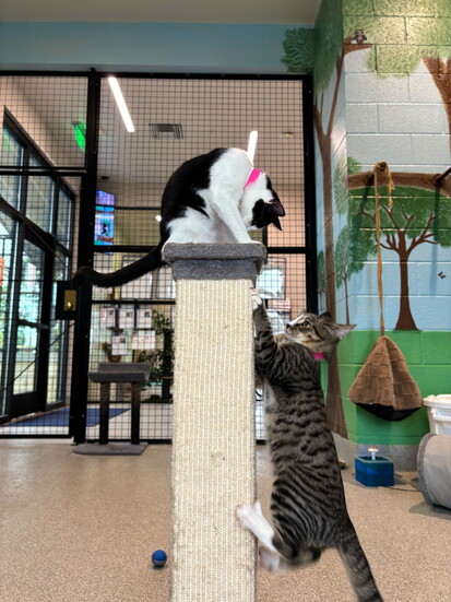 Resident cats - young and older - play in their new cat pod. 