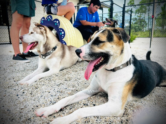 More happy dogs at Suncoast Humane Society. 