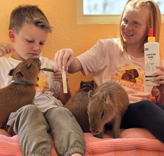 Visiting with resident capybaras (world's largest rodents).