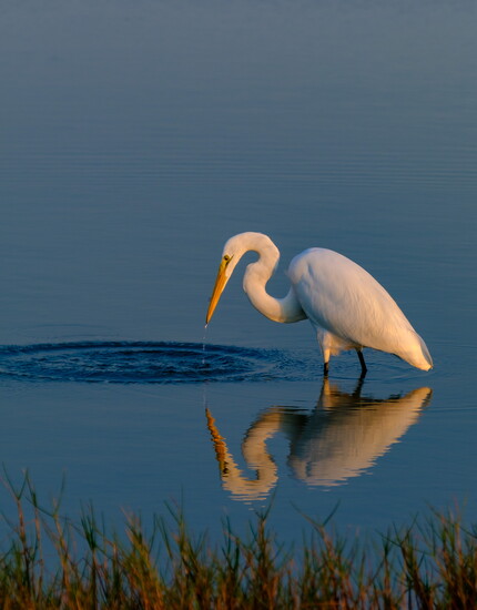 Preserved beaches and bayfront habitats surround residents with wildlife and water.