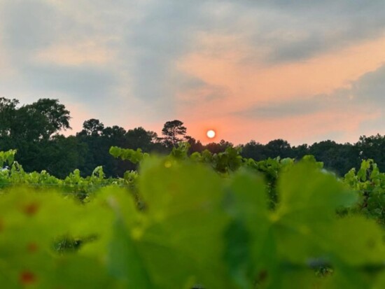 Sun setting at Golden Oaks Micro Cellar Vineyards