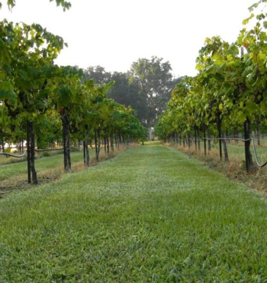 West Sandy Creek Winery Vineyards