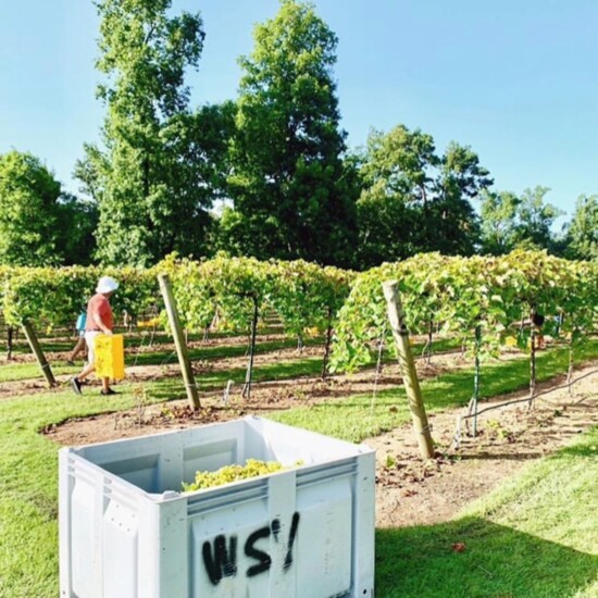 Harvest time at Wild Stallion Vineyards