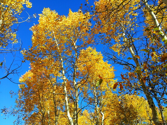 Millcreek Canyon