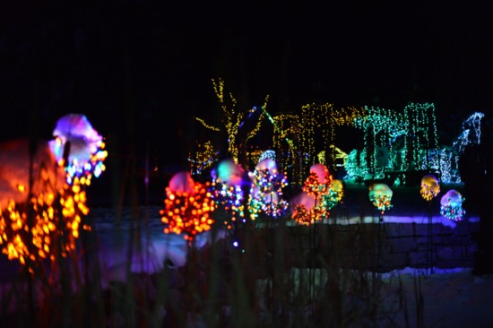 Photo Courtesy Idaho Botanical Gardens